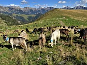 73 Ai Piani dell'Avaro capre orobiche al pascolo 